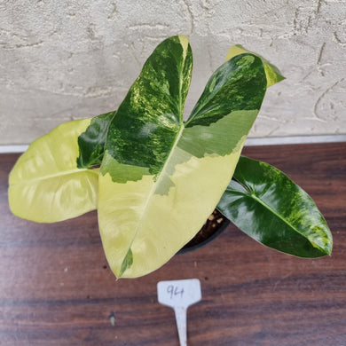 #94 Variegated Philodendron Burle Marx