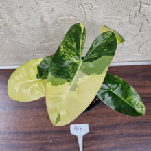 Load image into Gallery viewer, #94 Variegated Philodendron Burle Marx