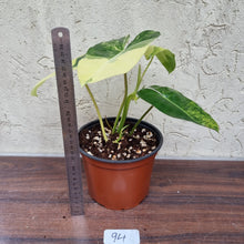 Load image into Gallery viewer, #94 Variegated Philodendron Burle Marx