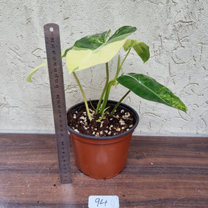 #94 Variegated Philodendron Burle Marx
