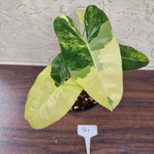 Load image into Gallery viewer, #94 Variegated Philodendron Burle Marx