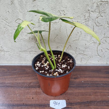 Load image into Gallery viewer, #94 Variegated Philodendron Burle Marx
