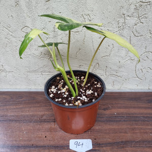 #94 Variegated Philodendron Burle Marx
