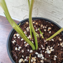 Load image into Gallery viewer, #94 Variegated Philodendron Burle Marx