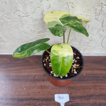 Load image into Gallery viewer, #94 Variegated Philodendron Burle Marx