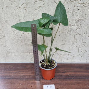 #718  Anthurium Cerrobaulense