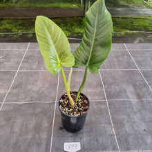 Load image into Gallery viewer, #892 Philodendron Subhastatum