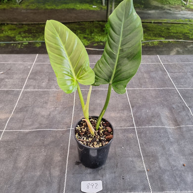 #892 Philodendron Subhastatum