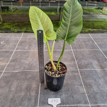 Load image into Gallery viewer, #892 Philodendron Subhastatum