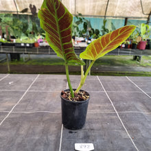 Load image into Gallery viewer, #892 Philodendron Subhastatum