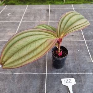 #122 Medinilla Gregori Hambali