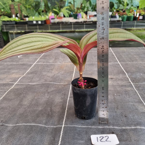 #122 Medinilla Gregori Hambali