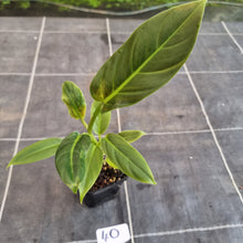 Load image into Gallery viewer, #40 Philodendron Subhastatum