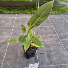 Load image into Gallery viewer, #40 Philodendron Subhastatum