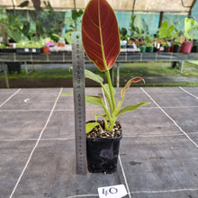 Load image into Gallery viewer, #40 Philodendron Subhastatum