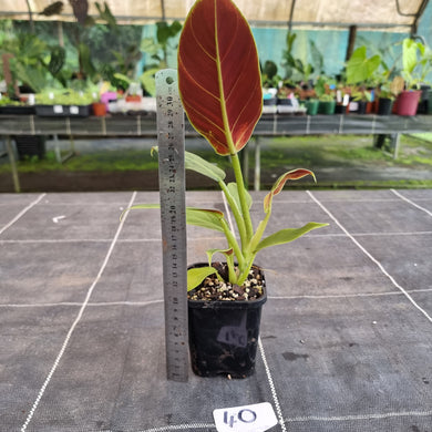 #40 Philodendron Subhastatum