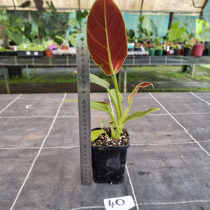 #40 Philodendron Subhastatum
