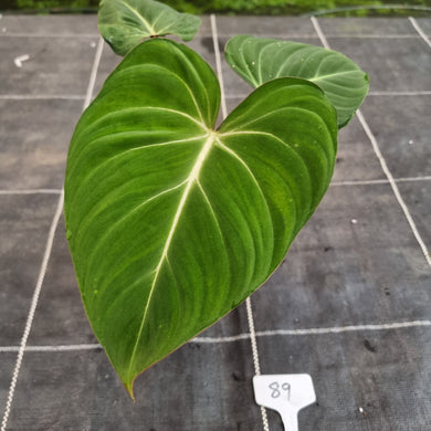 #89 Philodendron Gloriosum
