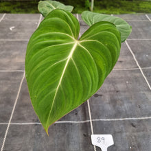 Load image into Gallery viewer, #89 Philodendron Gloriosum