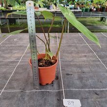Load image into Gallery viewer, #89 Philodendron Gloriosum