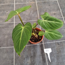 Load image into Gallery viewer, #89 Philodendron Gloriosum