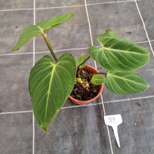 #89 Philodendron Gloriosum