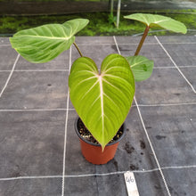 Load image into Gallery viewer, #46 Philodendron Gloriosum