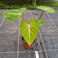 Load image into Gallery viewer, #46 Philodendron Gloriosum
