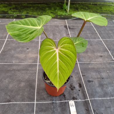#46 Philodendron Gloriosum