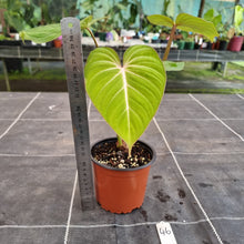 Load image into Gallery viewer, #46 Philodendron Gloriosum