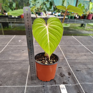 #46 Philodendron Gloriosum