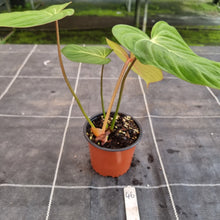 Load image into Gallery viewer, #46 Philodendron Gloriosum