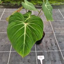 Load image into Gallery viewer, #106 Philodendron Gloriosum