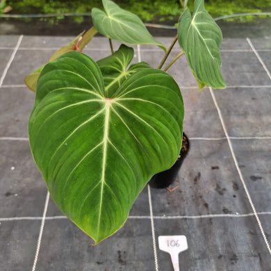 #106 Philodendron Gloriosum