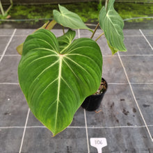 Load image into Gallery viewer, #106 Philodendron Gloriosum