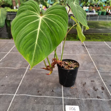 Load image into Gallery viewer, #106 Philodendron Gloriosum