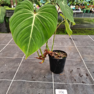 #106 Philodendron Gloriosum