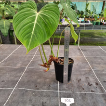 Load image into Gallery viewer, #106 Philodendron Gloriosum