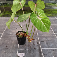 Load image into Gallery viewer, #106 Philodendron Gloriosum