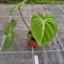 Load image into Gallery viewer, #100 Philodendron Gloriosum