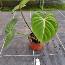 Load image into Gallery viewer, #100 Philodendron Gloriosum