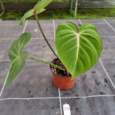 #100 Philodendron Gloriosum