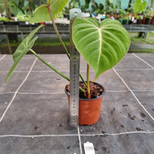 Load image into Gallery viewer, #100 Philodendron Gloriosum