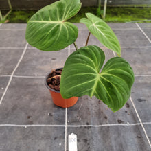Load image into Gallery viewer, #100 Philodendron Gloriosum
