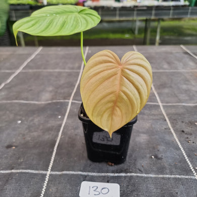 #130 Philodendron Tenue x Plowmanii