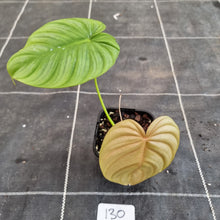 Load image into Gallery viewer, #130 Philodendron Tenue x Plowmanii
