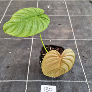 #130 Philodendron Tenue x Plowmanii