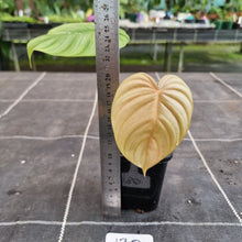Load image into Gallery viewer, #130 Philodendron Tenue x Plowmanii