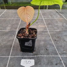 Load image into Gallery viewer, #130 Philodendron Tenue x Plowmanii