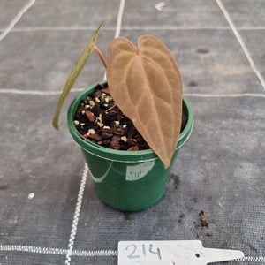 #214 Anthurium Hybrid x Hoffmanii